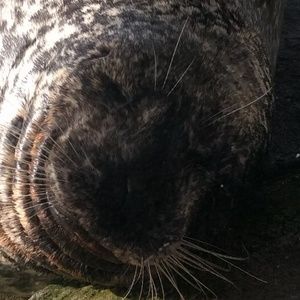 Meet your Posher, Cole